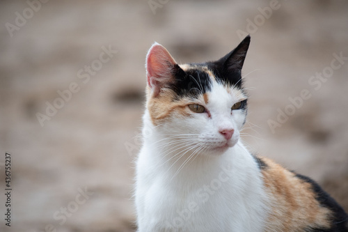 Lovely white, brown cat posing defiantly before my camera like a professional model. The photograph is carefully made supported by a color palette with ochre tones © Kzenemij