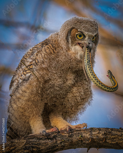 Young Great Horned Owlet Learning That It Is Always Advisable to Swallow Your Prey from the Head First photo