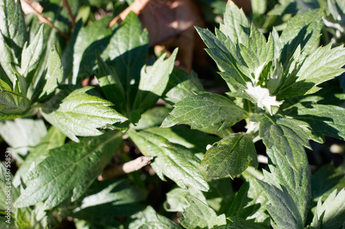 Simple alternate distally acute proximally attenuate revolute lobately margined leaves of California Mugwort, Artemisia Douglasiana, Asteraceae, native in the Santa Monica Mountains, Springtime.