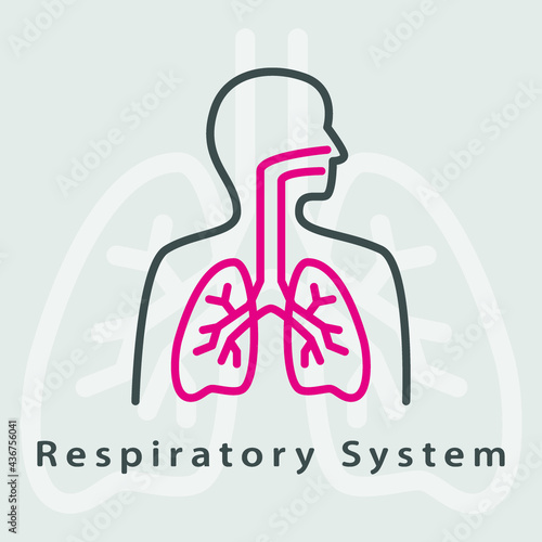 Respiratory System icon. Trendy flat vector Respiratory System icon on transparent background. High quality filled Respiratory System symbol use for web and mobile. Lungs vector icon. 