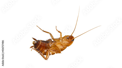 a large cockroach on a white background