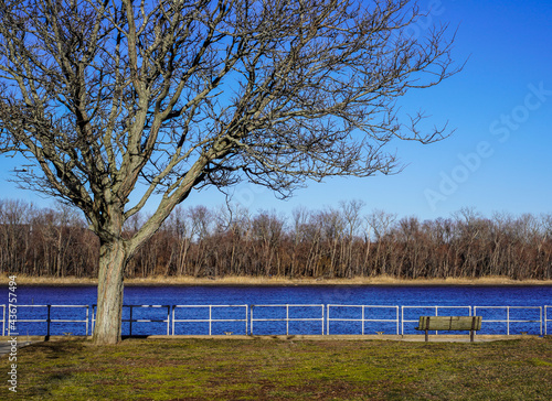 trees in the park by the river 