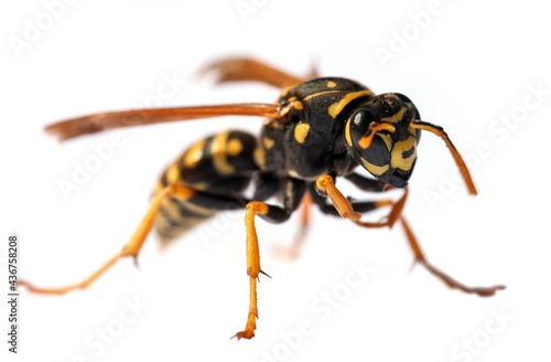 wasp isolated on white background Vespula Vulgaris © Daniel Prudek
