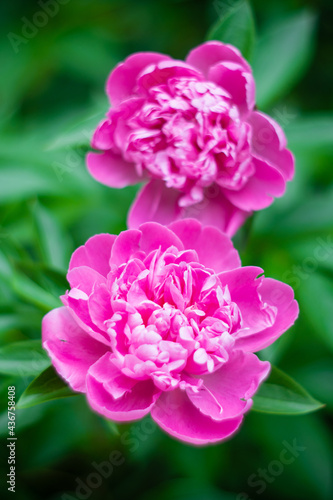 Beautiful floral botanical background with pink peony flowers in summer garden