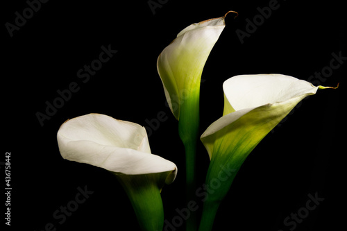 white calla lily on black background 