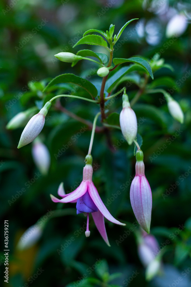 Colorful fuchsia flowers