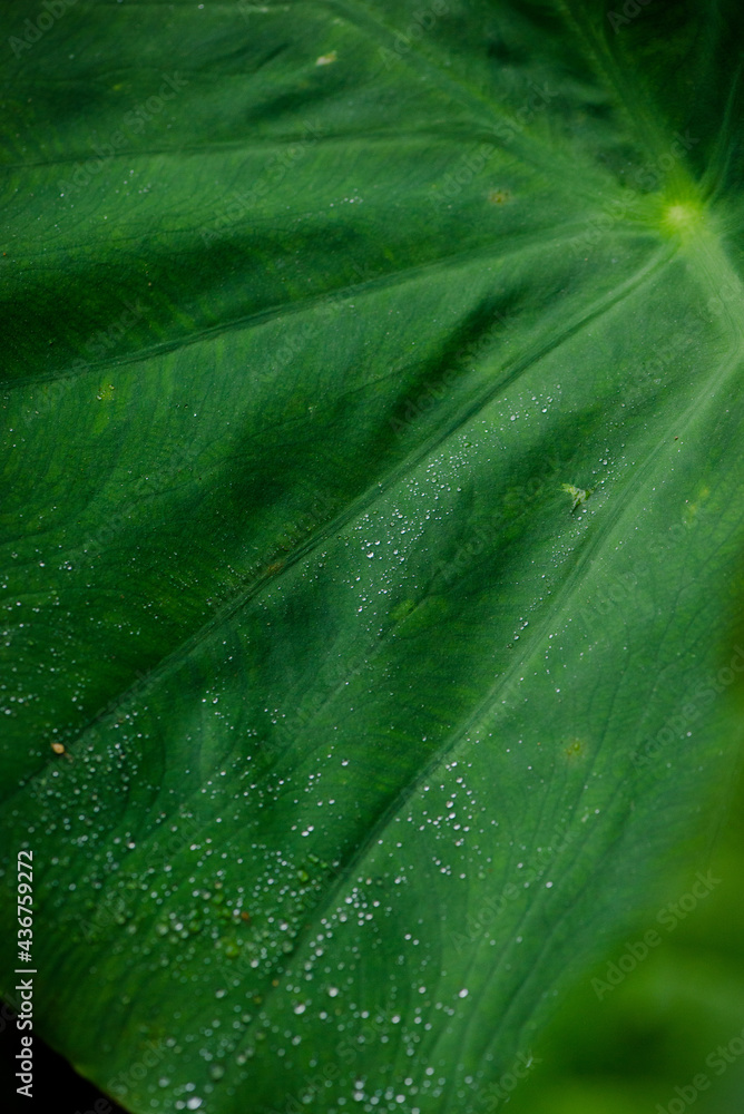leaf macro leaf macro