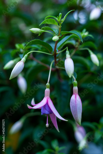 Obraz na płótnie Colorful fuchsia flowers w salonie