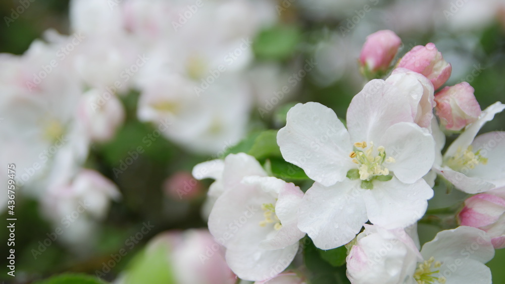 Flowers of the cherry or apple blossoms on a spring day. Close up Flowers of the cherry or apple blossoms on a spring day. Close up