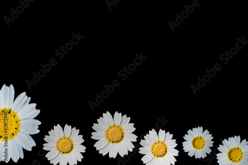 Floral frame with white and yellow chrysanthemum flowers on black background.