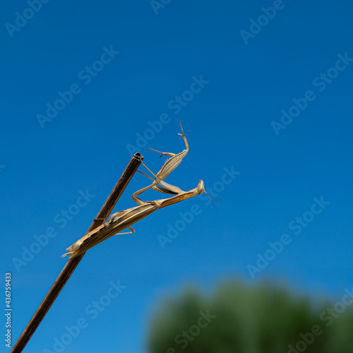 Wallpaper Mural Praying mantis on wood stick, colored mimic insects Torontodigital.ca