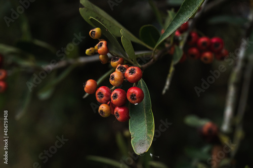Little fruits hanging on their branches