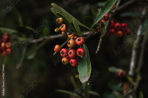 Little fruits hanging on their branches