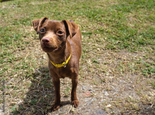 A little dog puppy looking in a interesting way