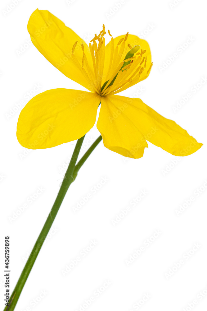 Yellow flower of celandine, lat. Chelidonium, isolated on white background Yellow flower of celandine, lat. Chelidonium, isolated on white background