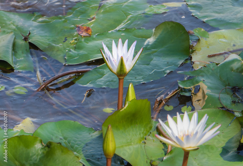 Loto flowers floating up over the lake