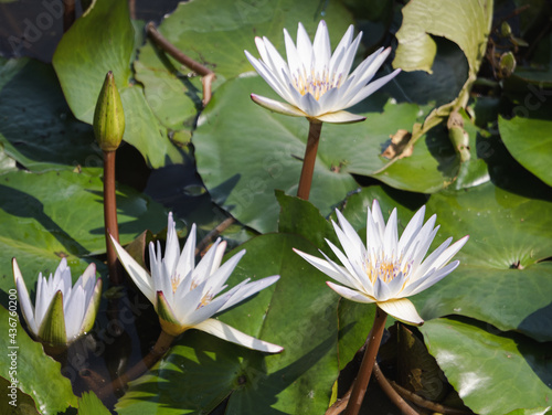 Loto flowers floating up over the lake