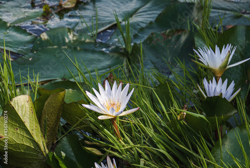 Loto flowers floating up over the lake