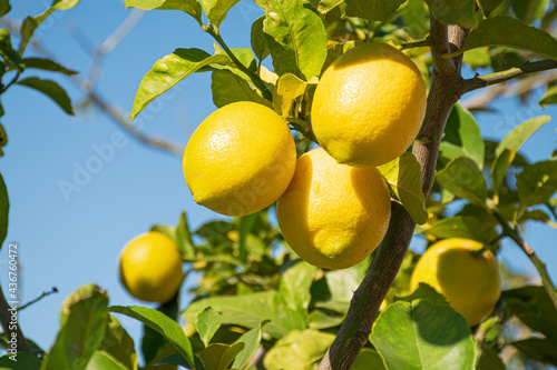 Para hacer limonada