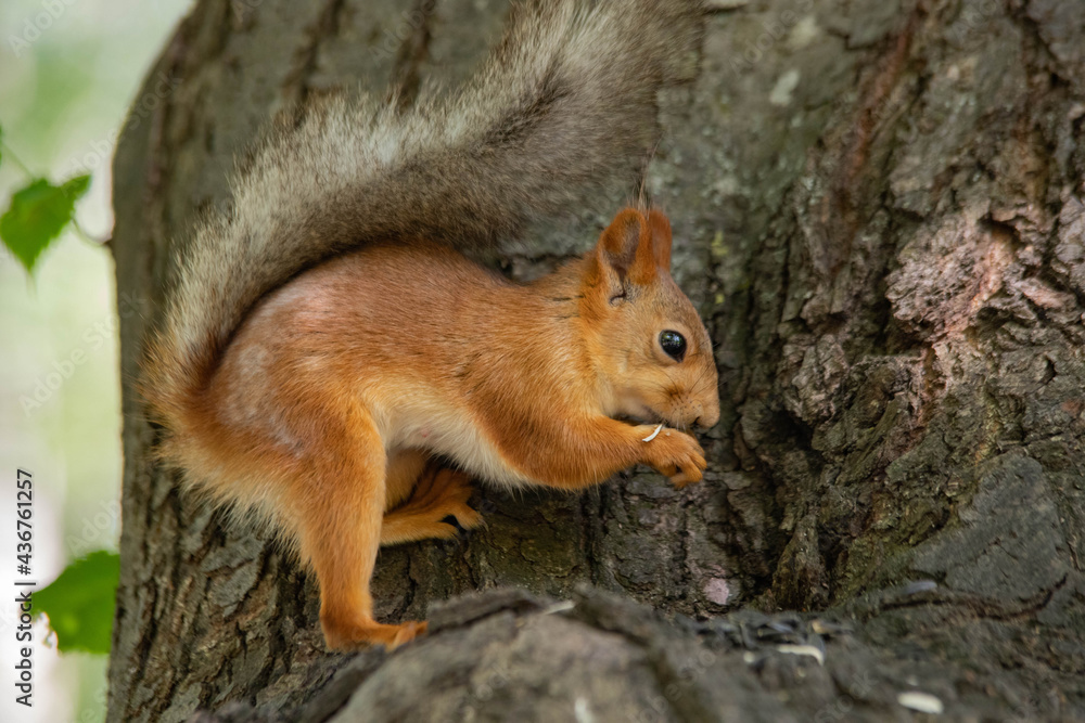 squirrel on a tree close up eating squirrel on a tree close up eating