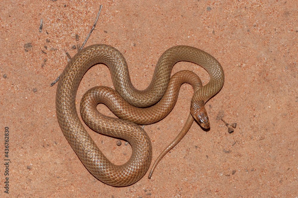 Obraz premium Australain Ringed-brown Snake