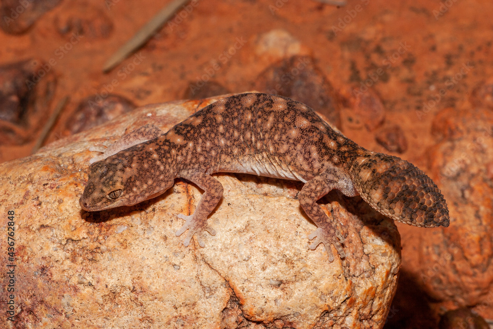 Naklejka premium Australian Fat tailed Gecko