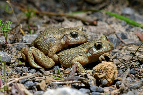 Common midwife toad // Geburtshelferkröte // Alyte accoucheur (Alytes obstetricans) photo