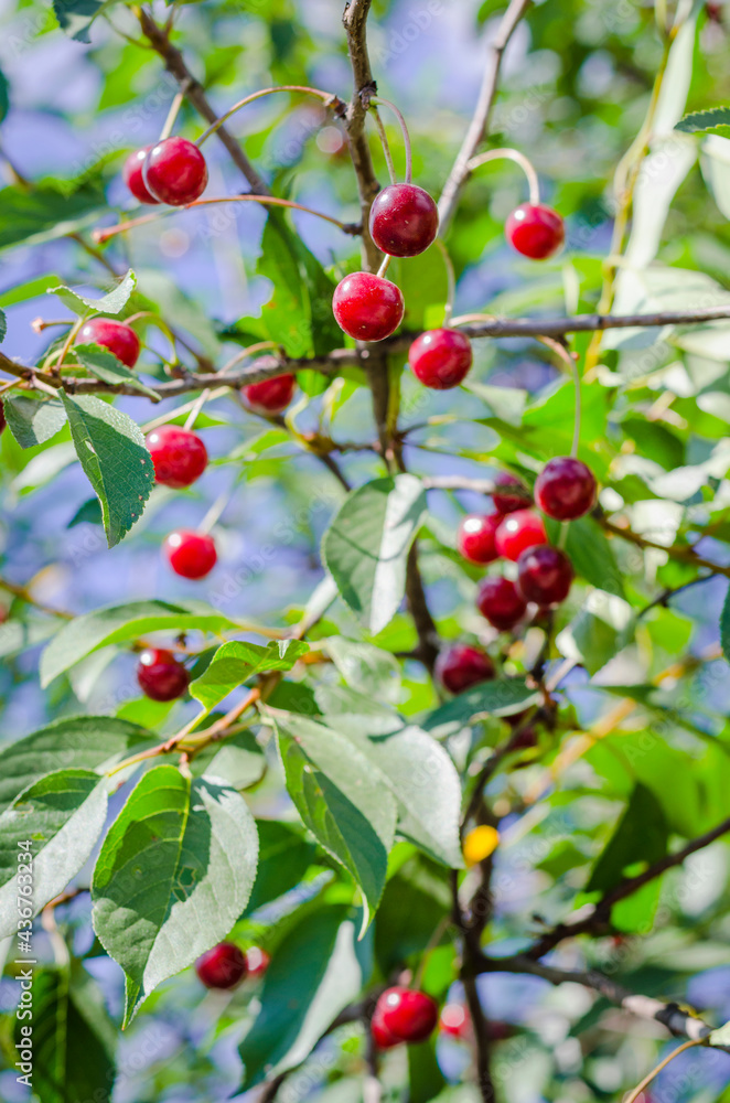 Red cherries on the tree