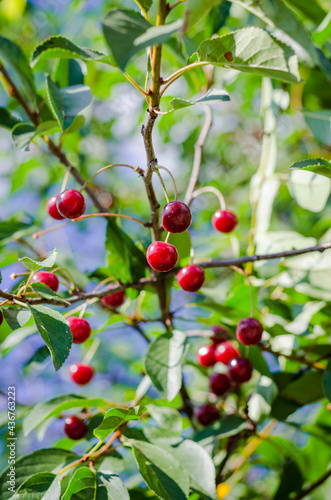 Red cherries on the tree