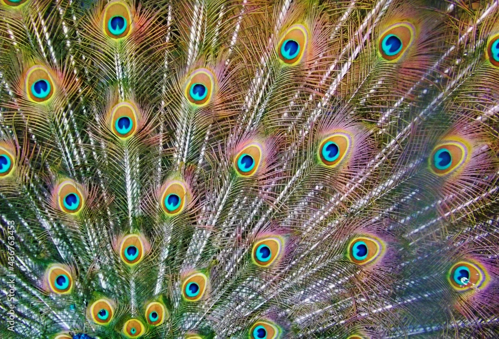 Obraz premium peacock feather close up