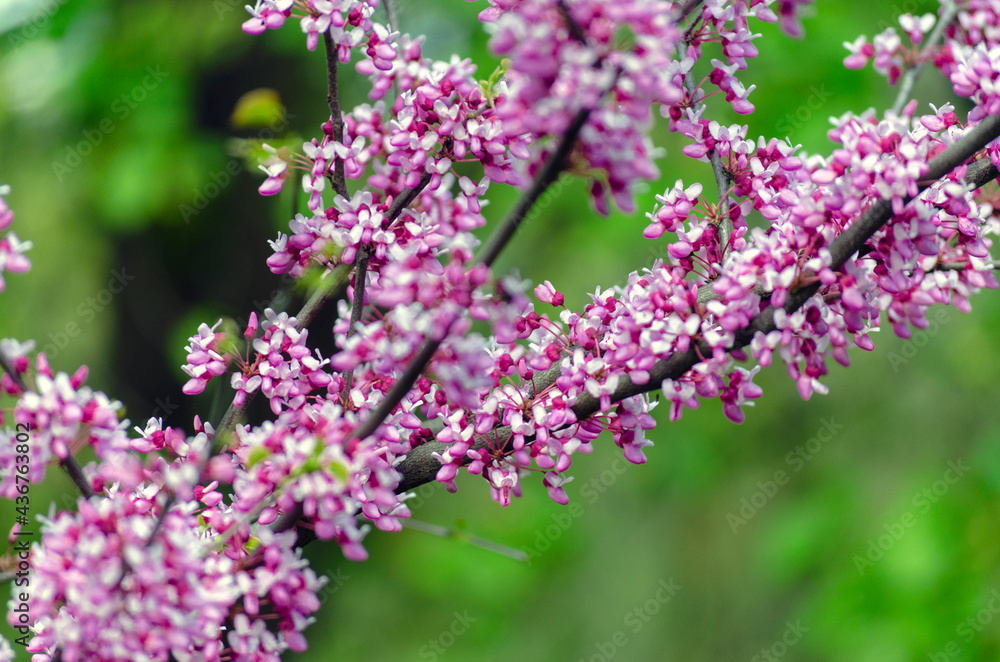 Scarlet - a tree with blooming purple flowers, Cercis or Judas tree Scarlet - a tree with blooming purple flowers, Cercis or Judas tree