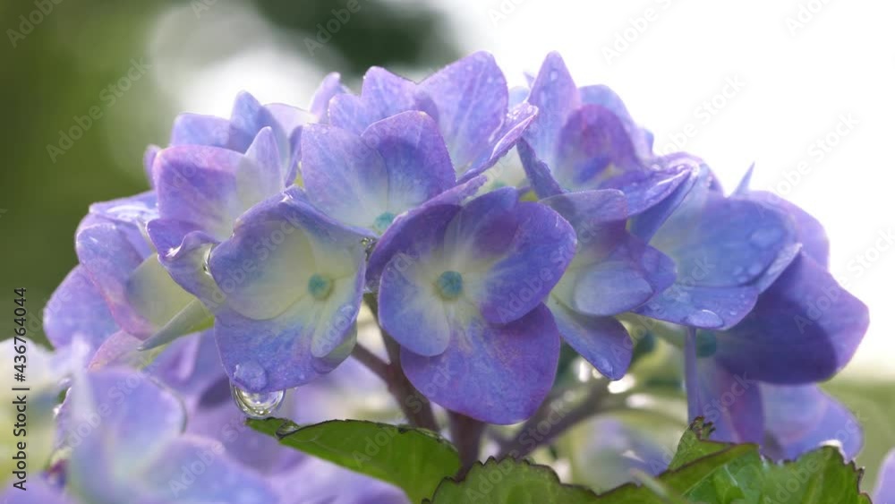 Tokyo,Japan-June 1, 2021: Closeup of Hydrangea flower in full bloom after the rain in the morning
Tokyo,Japan-June 1, 2021: Closeup of Hydrangea flower in full bloom after the rain in the morning