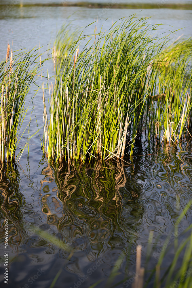 reeds in summer by the lake
