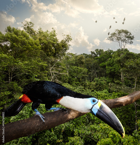 A Toucan and Amazon landscape in the Peruvian rain forest jungle of Tambopata