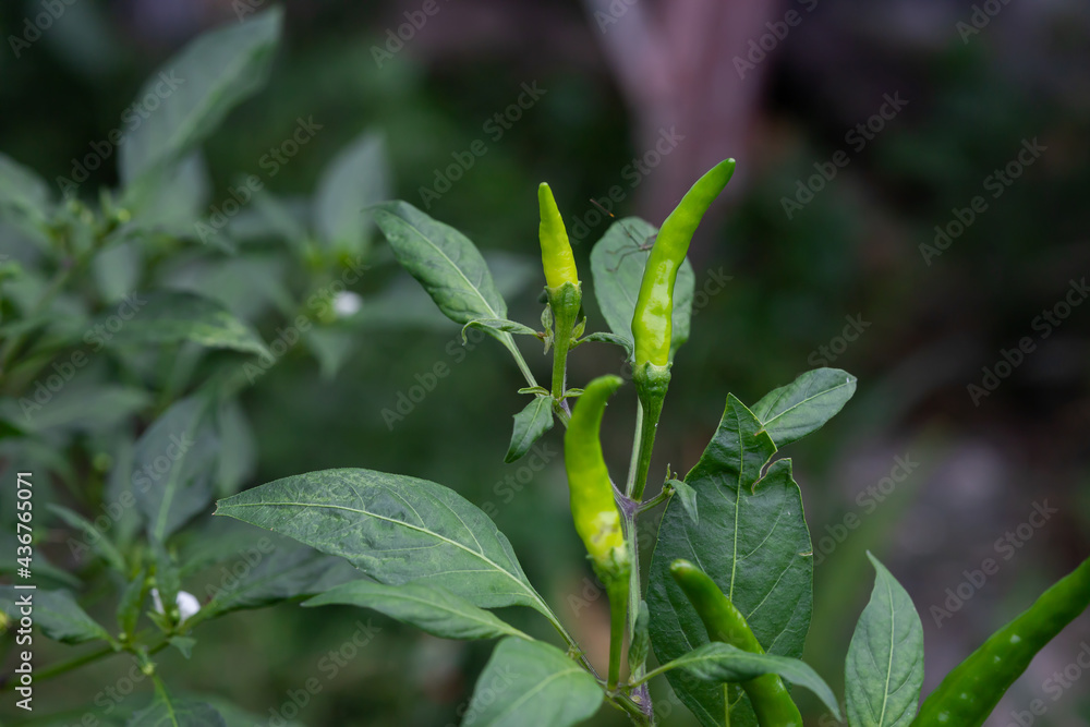 Closed up of Green chili peppers and leave on plants in garden Closed up of Green chili peppers and leave on plants in garden