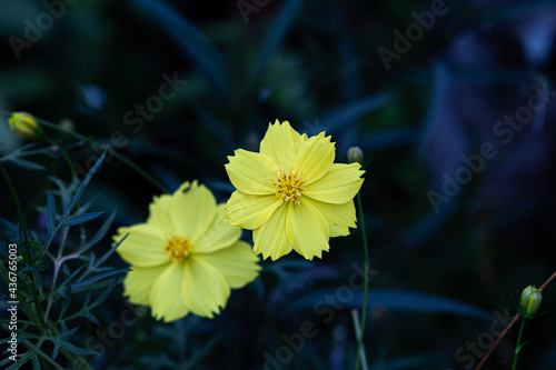 Fototapeta Naklejka Na Ścianę i Meble -  The Beautiful two yellow cosmos flower, Focus on front cosmos and blur on back