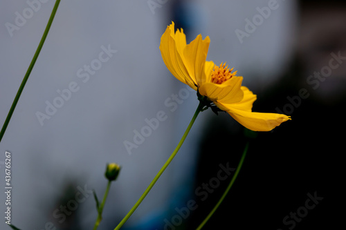 Fototapeta Naklejka Na Ścianę i Meble -  Beautiful yellow cosmos flower with long flower stem and blur on background