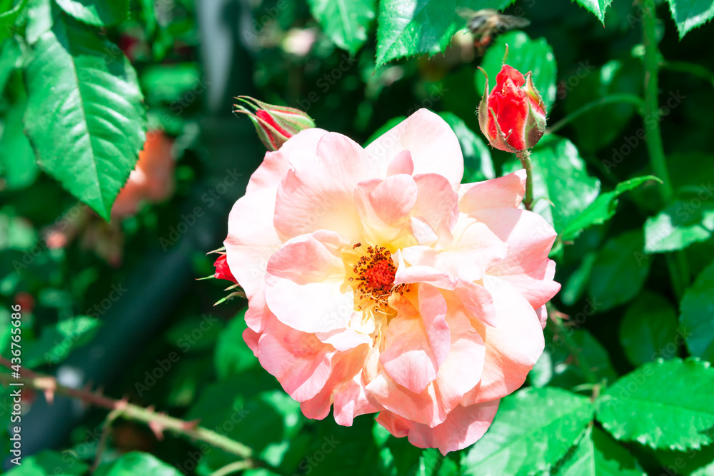 Rose Queen of Sweden . Pink flower growing in the garden Rose Queen of Sweden . Pink flower growing in the garden