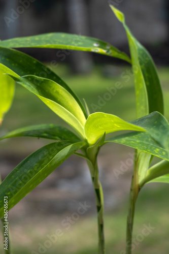 Close-up of green tropical leaves. Vertical photo