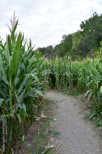 Dirt path through a corn field maze 