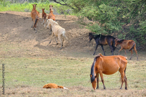 caballos de jequetepeque