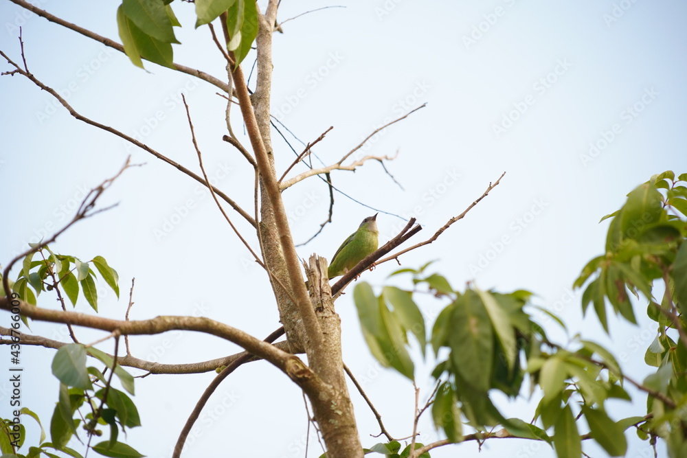 small green bird on branch small green bird on branch