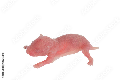 Newborn small Roborovski hamster baby, Baby Hamster, isolated  on  white background.