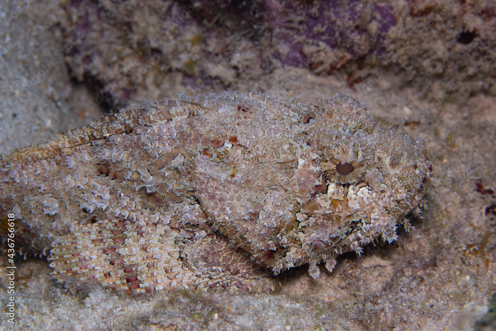 Spotted Scorpionfish on Caribbean Coral Reef