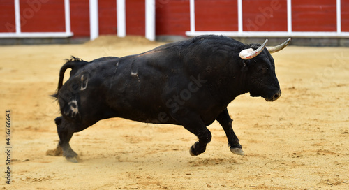 a spanish bull with big horns in the bullring in a traditional spectacle of bullfight
