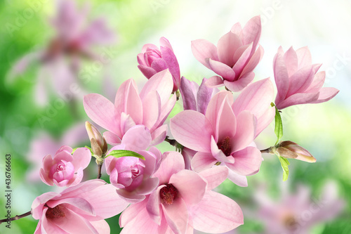 Fototapeta Naklejka Na Ścianę i Meble -  Beautiful pink magnolia flowers outdoors. Amazing spring blossom