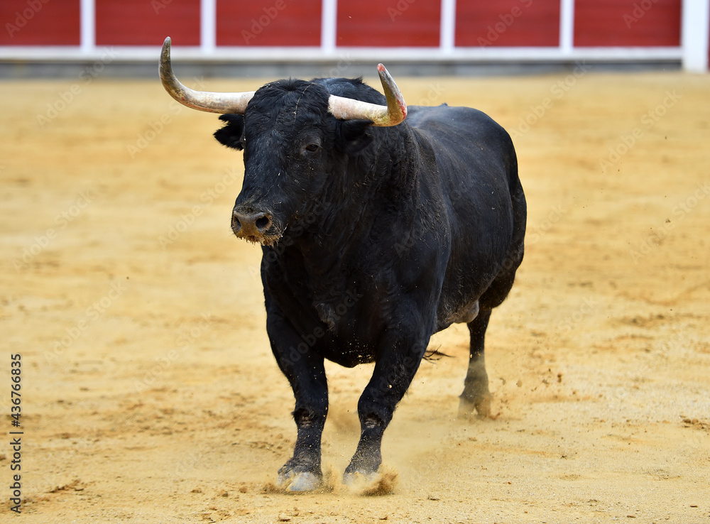 un toro español con grandes cuernos en una plaza de toros en un espectaculo de toreo un toro español con grandes cuernos en una plaza de toros en un espectaculo de toreo