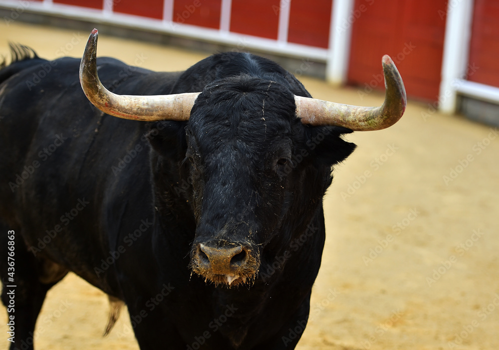 un toro tipico español con grandes cuernos un toro tipico español con grandes cuernos