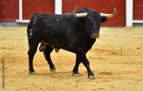 a spanish bull with big horns in the bullring in a traditional spectacle of bullfight