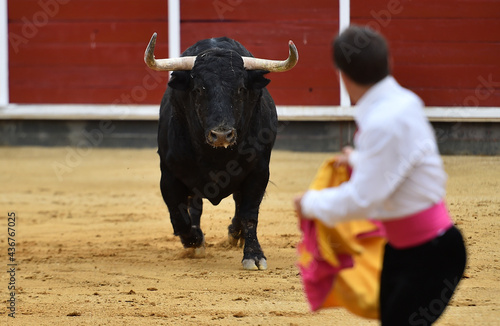 un toro tipico español con grandes cuernos